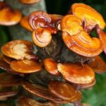 Detoxikujte organismus po zimě pomocí vitálních hub